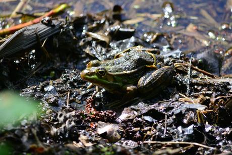 groene kikker