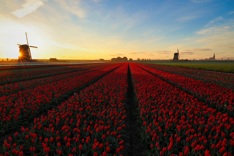 Tuliptime