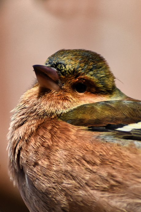 Close up Vink