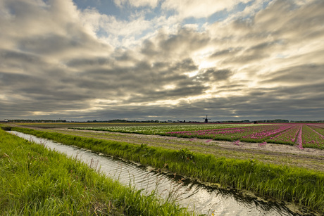 hollands landschap