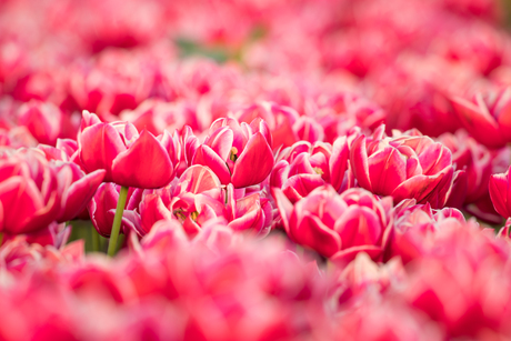 Tulpenpracht