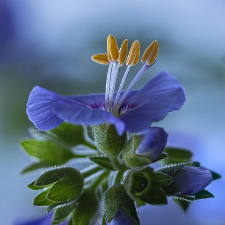 Schitteren in het blauw.