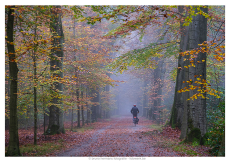 Herfstkleuren Peerdsbos