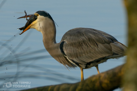 Blauwe reiger eet waterhoen