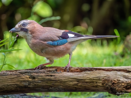 Gaai (Garrulus glandarius).