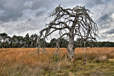 Oud hout