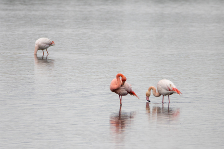 Flamingo's
