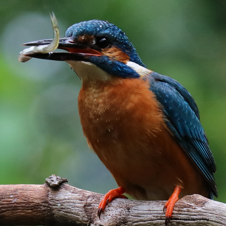 Kingfisher, Alcedo atthis - IJsvogels (Alcedinidae)