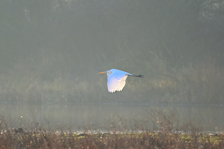 witte reiger
