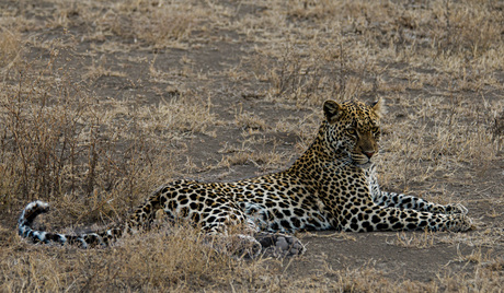 lazy leopard