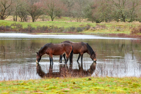 wilde paarden