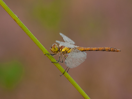 Bruinrode heidelibel.