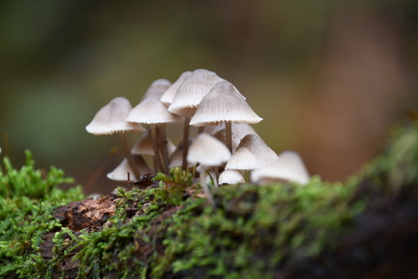 Paddenstoelen