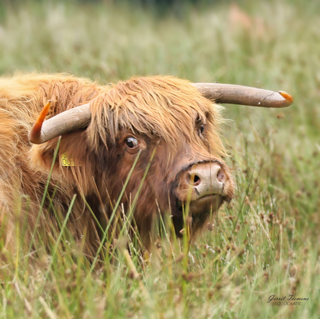 Schotse hooglander