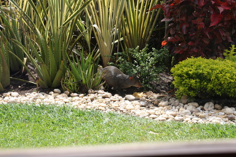 Agouti of Goudhaas