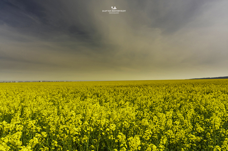 Rapeseed field