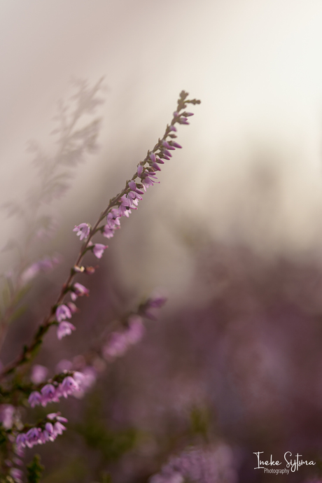 Whispers of Heather