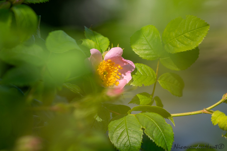 Roze, geel en groen...