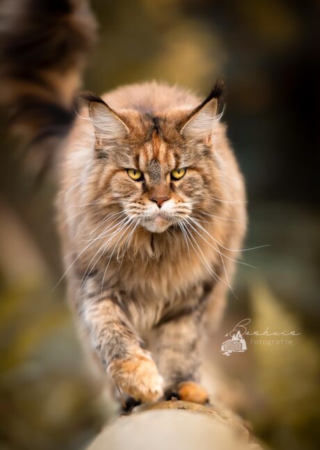 Maine Coon Leeuwin 