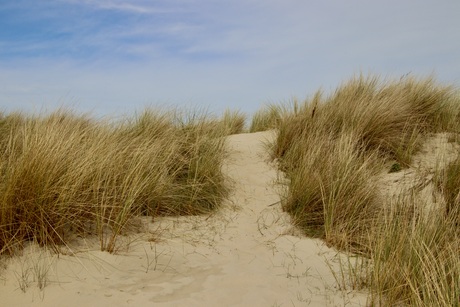 Duinen vrouwenpolder