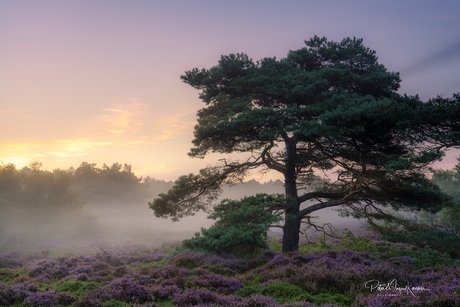 Ochtend in de duinen