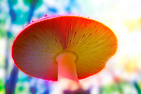 De rood met witte stippen vanaf de onderkant 