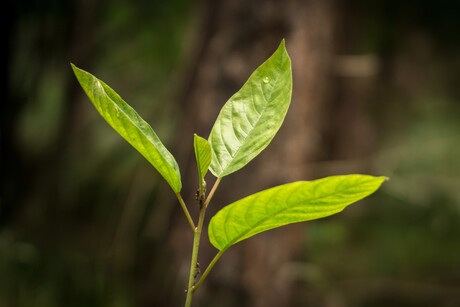 Ochtendglans