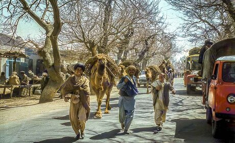 Kameeltje uitlaten in Jalalabad..