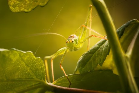 Groene sprinkhaan