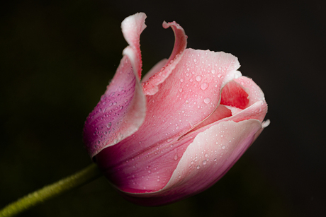 Tulp na regenbui