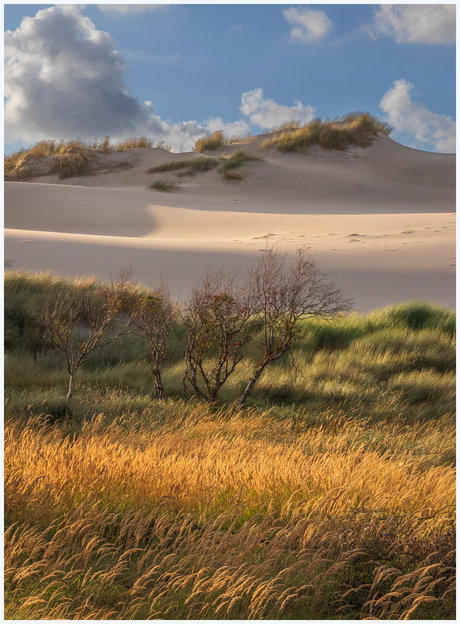 Avond zonnetje duingebied.