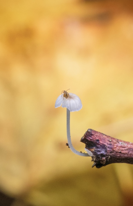 Verrassingseffect 2 …