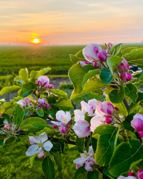 Zonsondergang in de polder