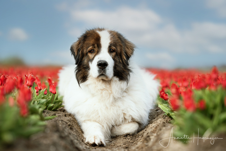 Hond in de tulpen