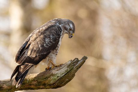 Buizerd