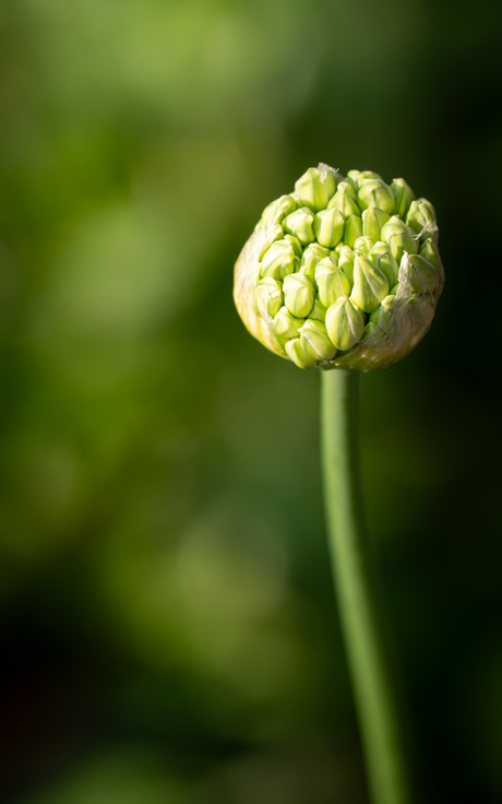 In knop... 