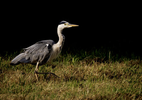 Blauwe reiger 