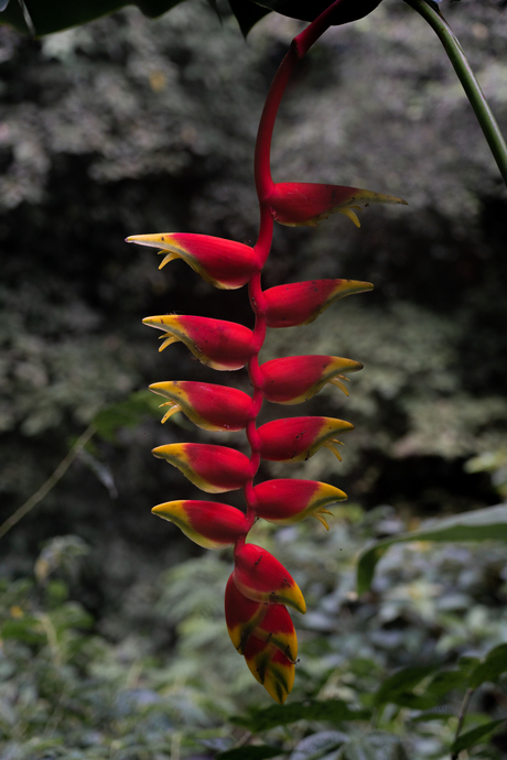 Red flower