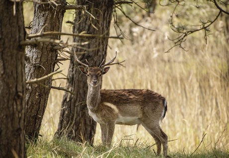 Hert in het bos