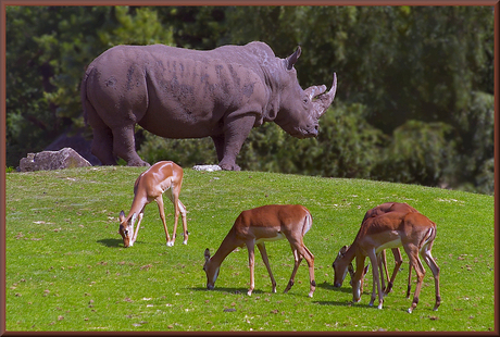 Grazers onder elkaar...