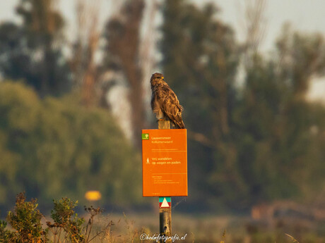 Buizerd.