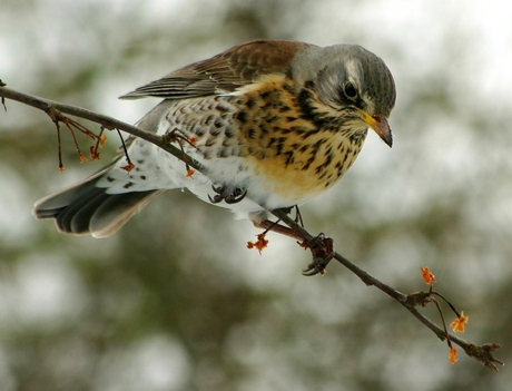 Kramsvogel