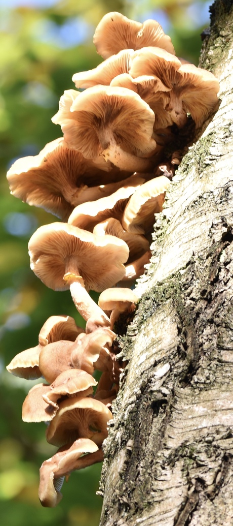 Paddestoel in het licht