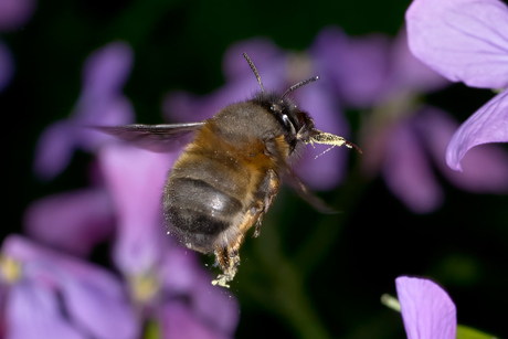 We vliegen het weekend in