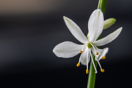 Chlorophytum comosum