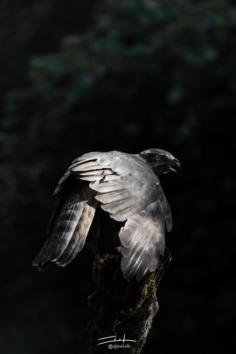 Buizerd in de schaduw