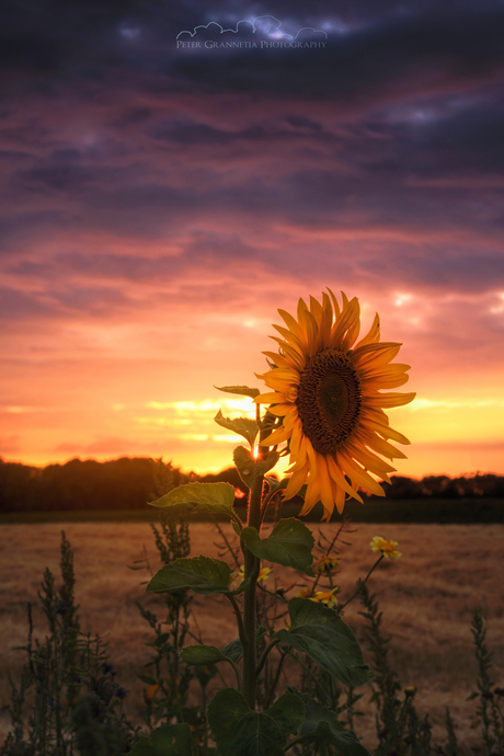 Zonnebloem