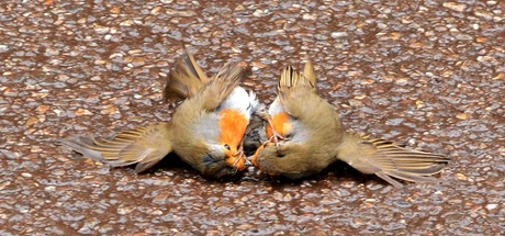 Battle of the Robins (2)