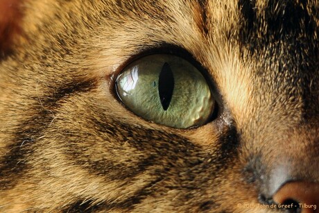 The eye of our tiger