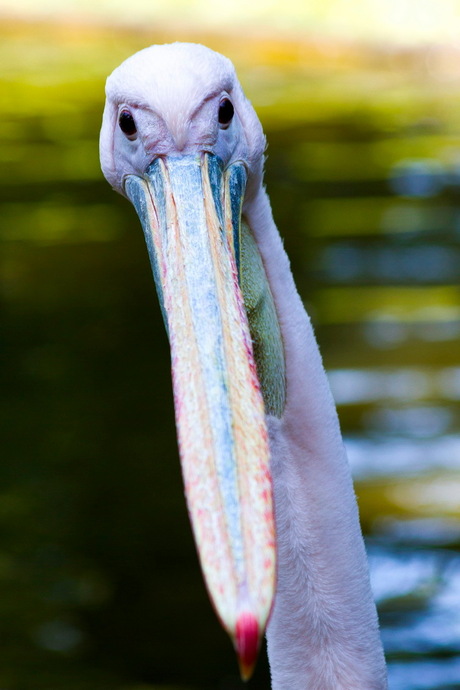 Portret van een pelikaan.jpg